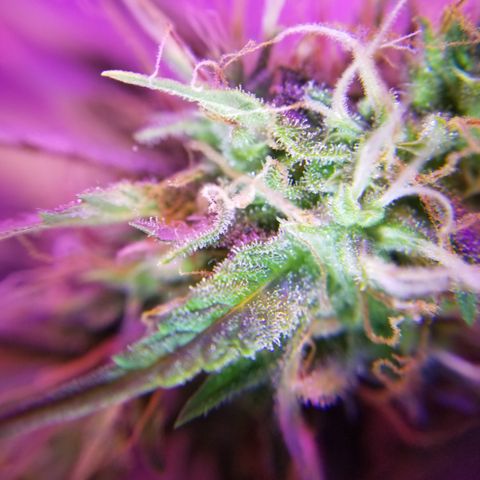 Southwest Candy  growlog photo: Unf 🤤 skunky sweet berry candy shop gas 🤤