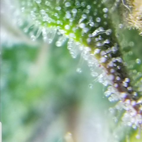 Southwest Candy  growlog timeline photo