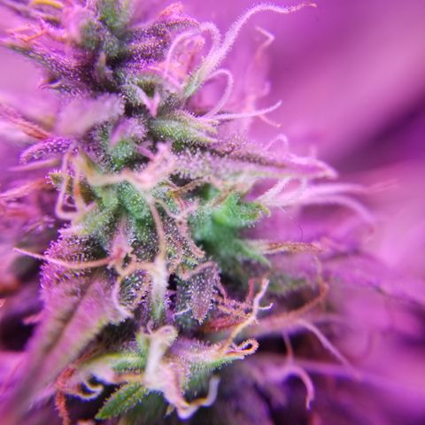 Southwest Candy  growlog timeline photo