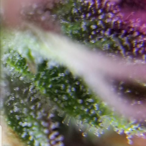 Southwest Candy  growlog timeline photo