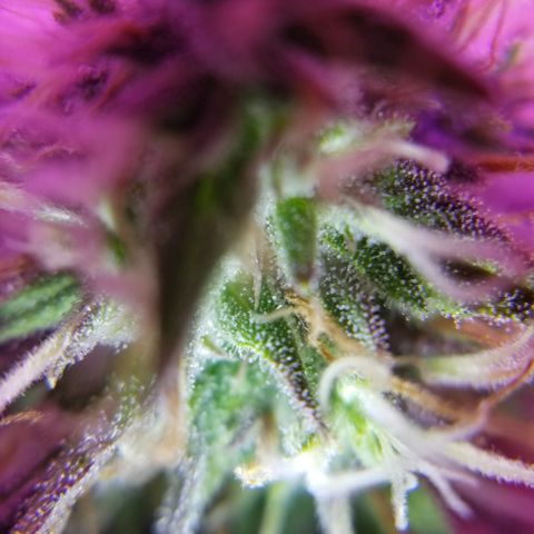 Southwest Candy  growlog timeline photo