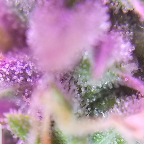 Southwest Candy  growlog timeline photo