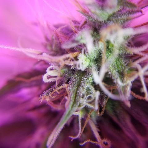 Southwest Candy  growlog photo: Unf 🤤 skunky sweet berry candy shop gas 🤤