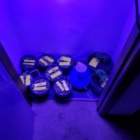 JINX G TEST GROW 2020  growlog timeline photo