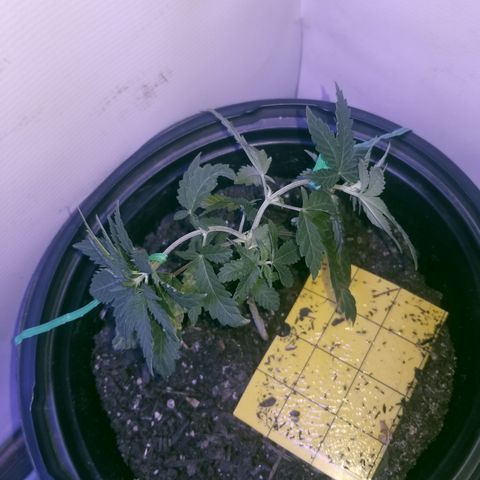 STRAWBERRY FIELDS   growlog timeline photo
