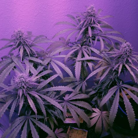 Southwest Candy  growlog photo: Ahh yeah harvest time tomorrow 🙌🙌🙌🙌