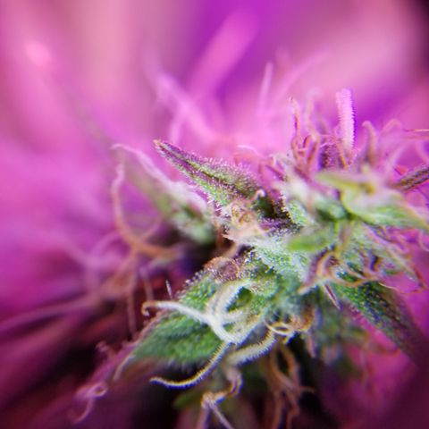 Southwest Candy  growlog photo: Ahh yeah harvest time tomorrow 🙌🙌🙌🙌
