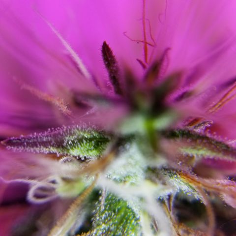 Southwest Candy  growlog photo: Ahh yeah harvest time tomorrow 🙌🙌🙌🙌
