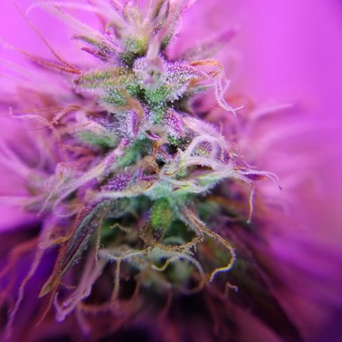 Southwest Candy  growlog photo: Ahh yeah harvest time tomorrow 🙌🙌🙌🙌
