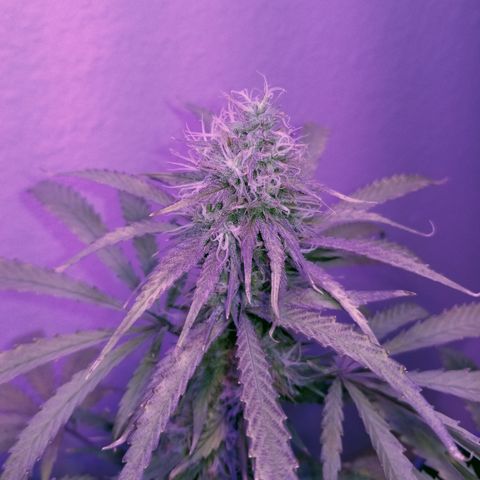 Southwest Candy  growlog photo: Ahh yeah harvest time tomorrow 🙌🙌🙌🙌