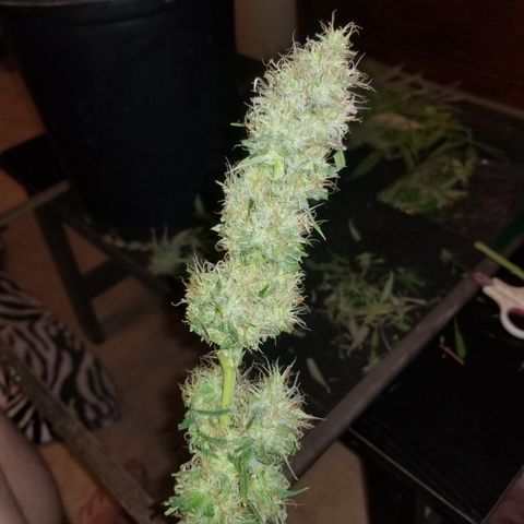 Southwest Candy  growlog photo: Shes cut and trimmed once dry will do a more precise manicure!! 