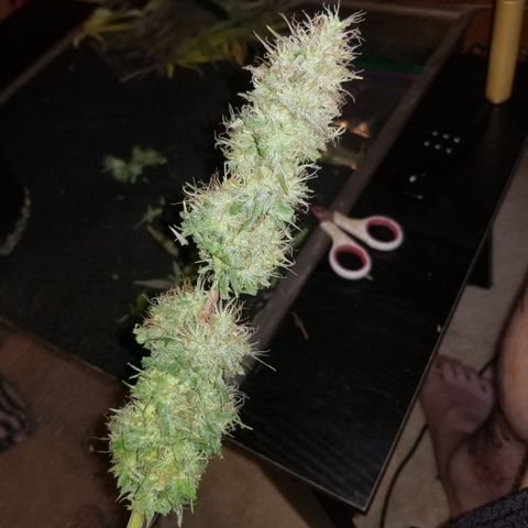 Southwest Candy  growlog photo: Shes cut and trimmed once dry will do a more precise manicure!! 
