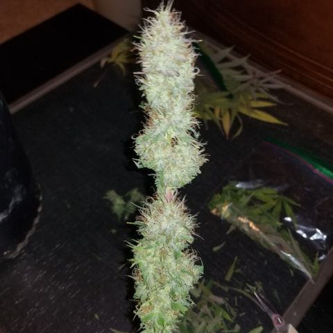 Southwest Candy  growlog photo: Shes cut and trimmed once dry will do a more precise manicure!! 