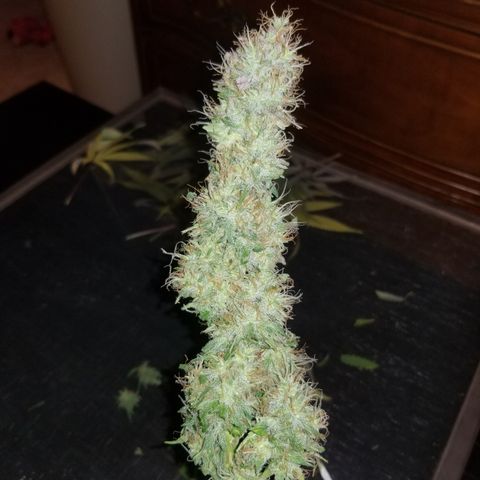 Southwest Candy  growlog photo: Shes cut and trimmed once dry will do a more precise manicure!! 
