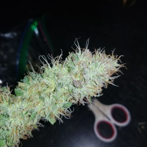 Southwest Candy  growlog photo: Shes cut and trimmed once dry will do a more precise manicure!! 