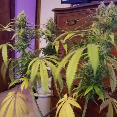 Southwest Candy  growlog photo: Shes cut and trimmed once dry will do a more precise manicure!! 