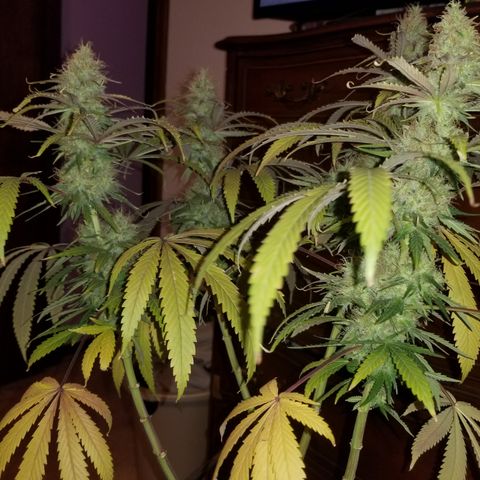 Southwest Candy  growlog photo: Shes cut and trimmed once dry will do a more precise manicure!! 