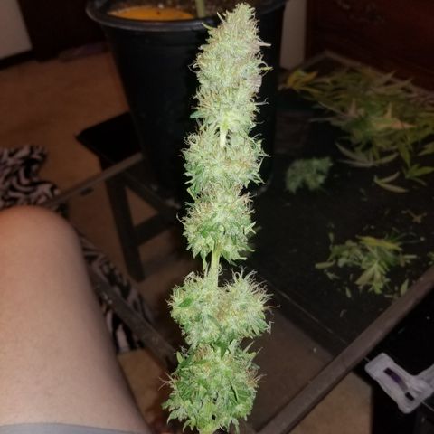 Southwest Candy  growlog photo: Shes cut and trimmed once dry will do a more precise manicure!! 