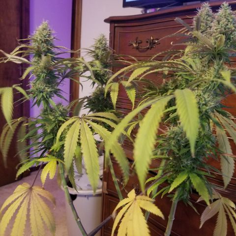 Southwest Candy  growlog photo: Shes cut and trimmed once dry will do a more precise manicure!! 
