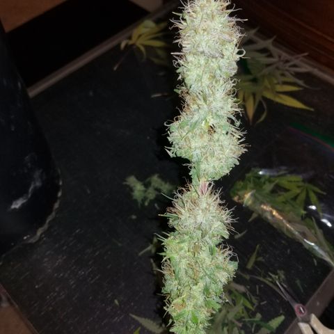 Southwest Candy  growlog photo: Shes cut and trimmed once dry will do a more precise manicure!! 