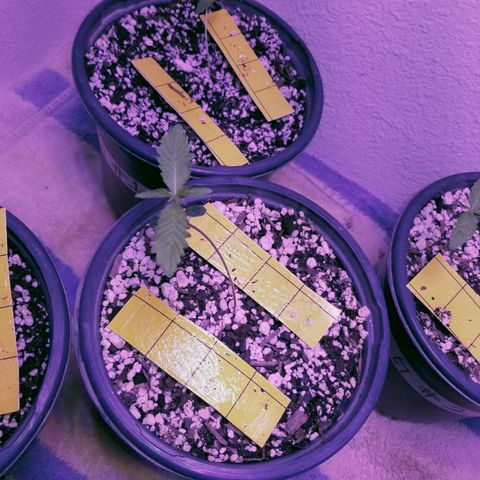 JINX G TEST GROW 2020  growlog timeline photo