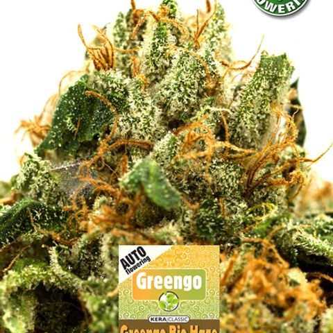Auto Greengo bio haze Kera seeds growlog photo