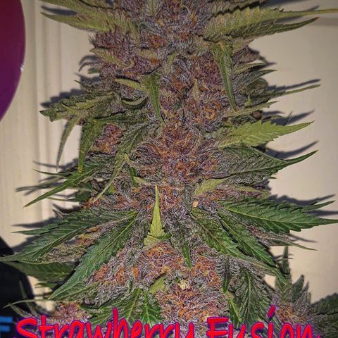 Strawberry fusion synergy automatics  growlog photo