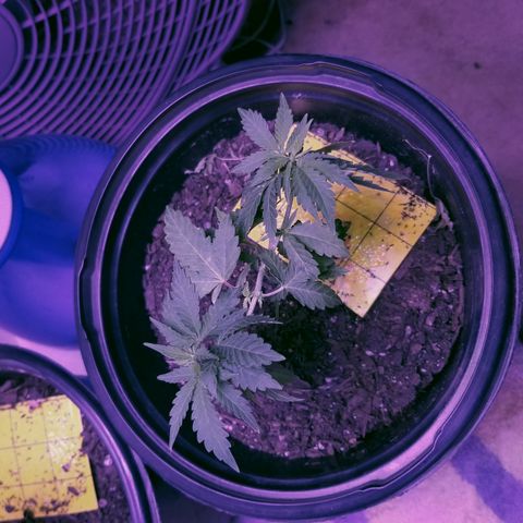 STRAWBERRY FIELDS   growlog photo: Slow slow strain gonna transplant today 