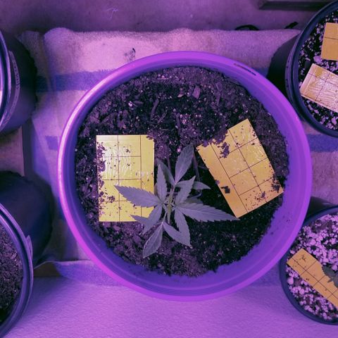 Amnesia Haze Auto  growlog timeline photo