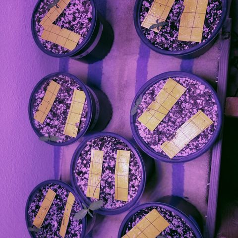 JINX G TEST GROW 2020  growlog photo: Ended up with more stretch then I would like but there ok no worries moving along just fine. 