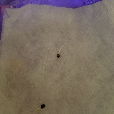 Auto Greengo bio haze Kera seeds growlog photo
