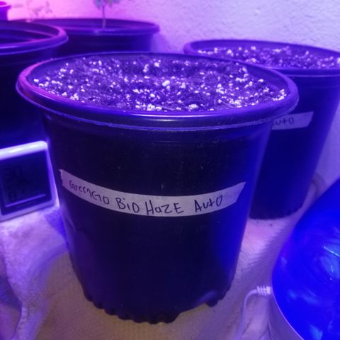 Auto Greengo bio haze Kera seeds growlog photo