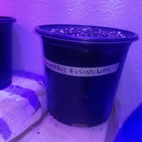 Strawberry fusion synergy automatics  growlog photo