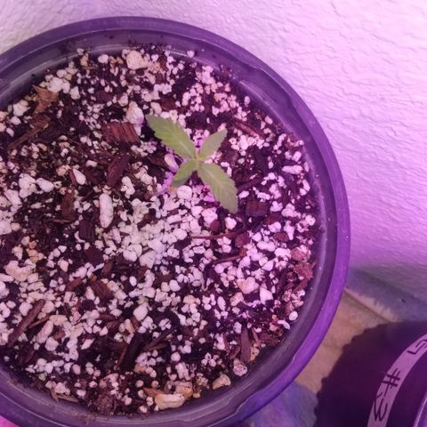 JINX G TEST GROW 2020  growlog photo: Happy trees happy trees! 