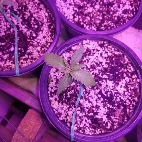 JINX G TEST GROW 2020  growlog photo: Happy trees happy trees! 