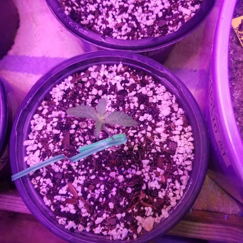 JINX G TEST GROW 2020  growlog photo: Happy trees happy trees! 