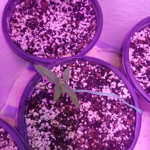 JINX G TEST GROW 2020  growlog photo: Happy trees happy trees! 