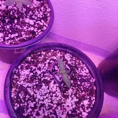 JINX G TEST GROW 2020  growlog photo: Happy trees happy trees! 
