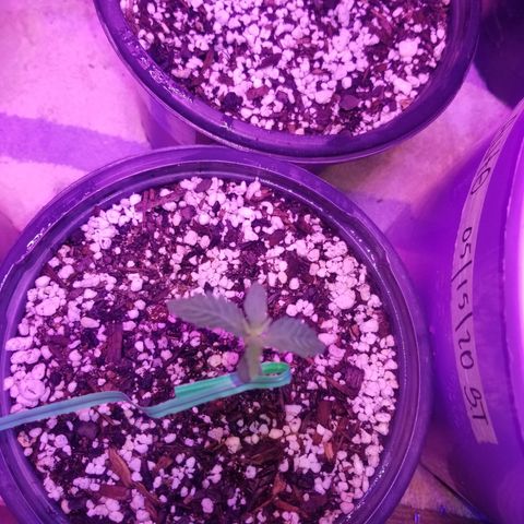 JINX G TEST GROW 2020  growlog photo: Happy trees happy trees! 