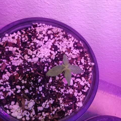 JINX G TEST GROW 2020  growlog photo: Happy trees happy trees! 