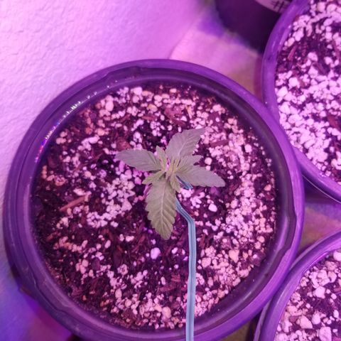 JINX G TEST GROW 2020  growlog photo: Happy trees happy trees! 