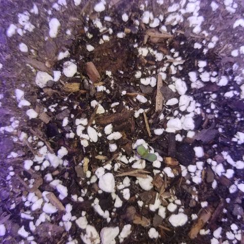 Strawberry fusion synergy automatics  growlog photo