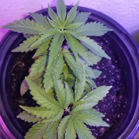 STRAWBERRY FIELDS   growlog photo: The first one is happy happy and really starting to bush out. Number 2 is coming back from a nitrogen deficiency. 