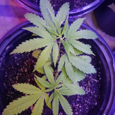 STRAWBERRY FIELDS   growlog photo: The first one is happy happy and really starting to bush out. Number 2 is coming back from a nitrogen deficiency. 
