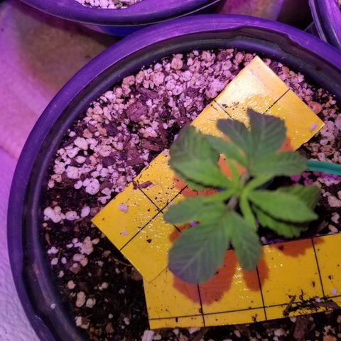 JINX G TEST GROW 2020  growlog photo: They are really coming along nice! Some a little bigger than others but overall still happy growing! 