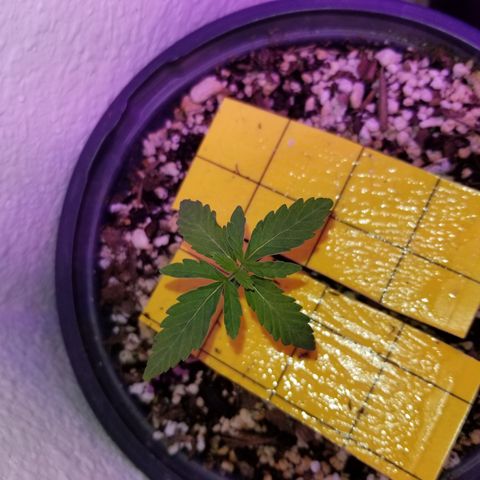 JINX G TEST GROW 2020  growlog photo: They are really coming along nice! Some a little bigger than others but overall still happy growing! 