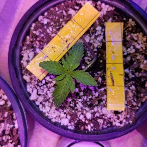 JINX G TEST GROW 2020  growlog photo: They are really coming along nice! Some a little bigger than others but overall still happy growing! 