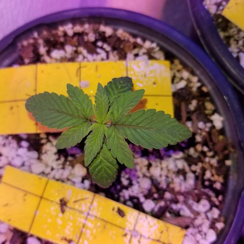 JINX G TEST GROW 2020  growlog photo: They are really coming along nice! Some a little bigger than others but overall still happy growing! 