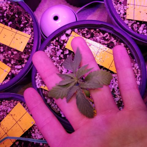 JINX G TEST GROW 2020  growlog photo: They are really coming along nice! Some a little bigger than others but overall still happy growing! 