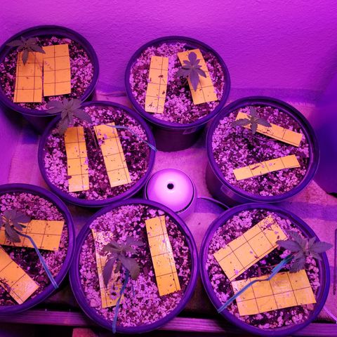 JINX G TEST GROW 2020  growlog photo: They are really coming along nice! Some a little bigger than others but overall still happy growing! 